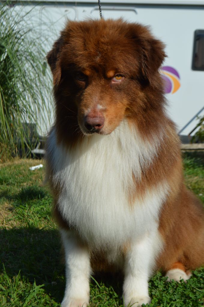 Les Berger Australien de l'affixe Of The Rainbow Goose Shepherd