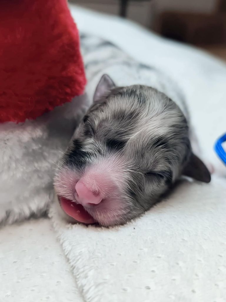 Of The Rainbow Goose Shepherd - Chiot disponible  - Berger Australien