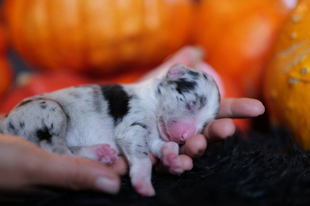 Of The Rainbow Goose Shepherd - Chiots disponibles - Berger Australien