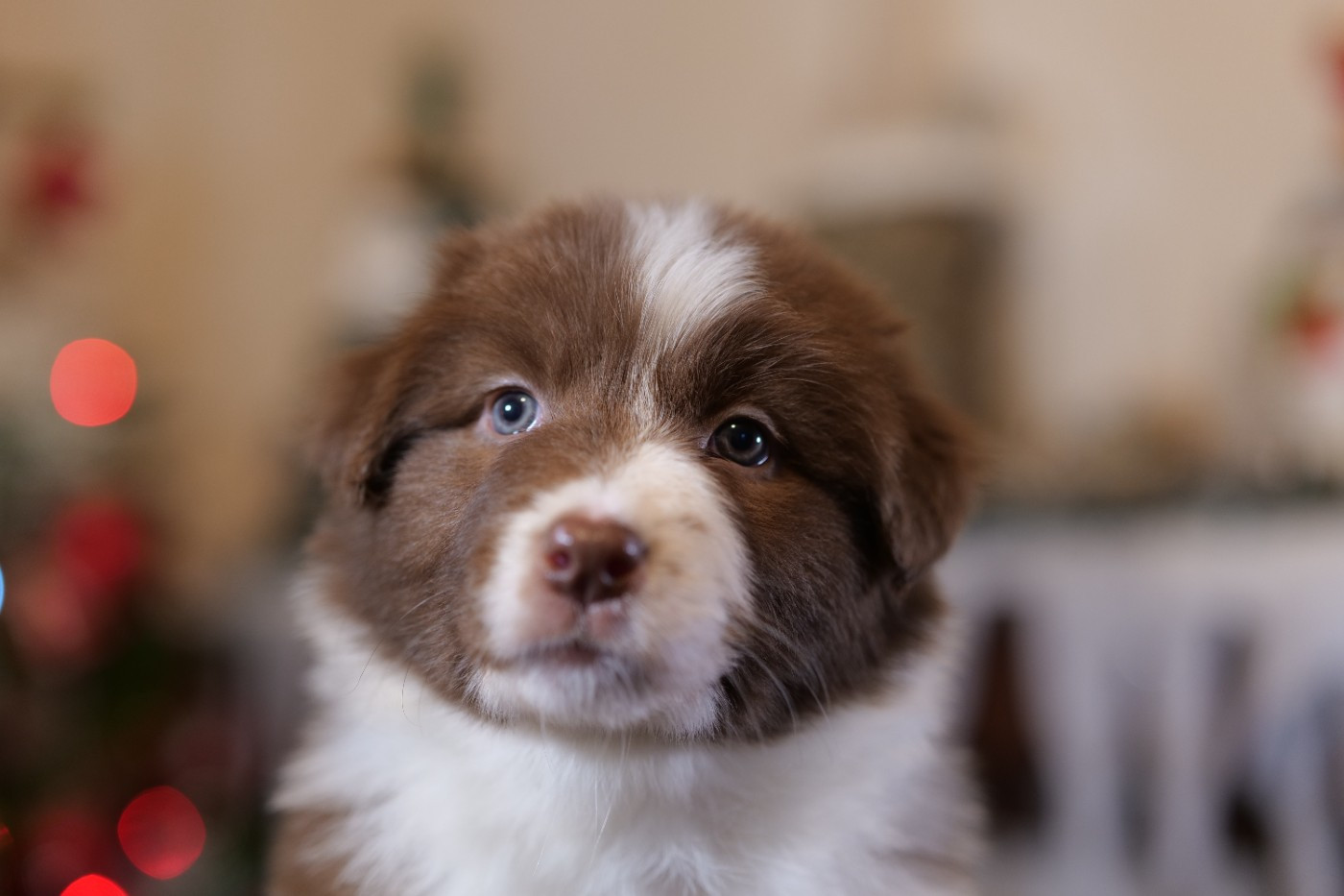 Of The Rainbow Goose Shepherd - Chiots disponibles - Berger Australien