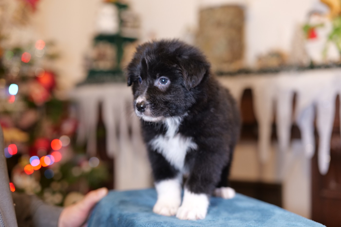 Of The Rainbow Goose Shepherd - Chiots disponibles - Berger Australien