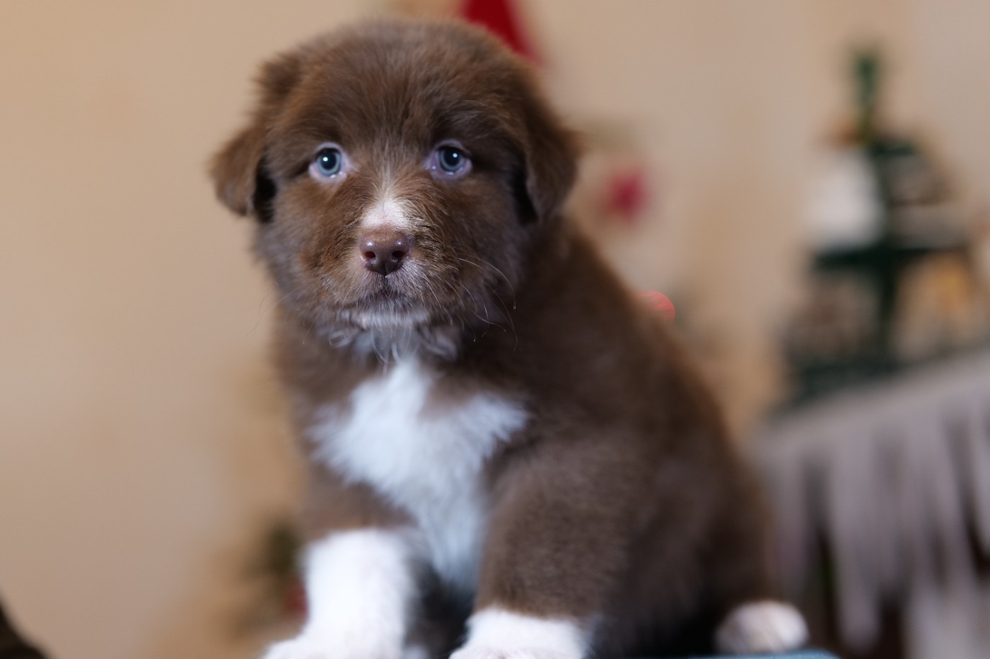 Of The Rainbow Goose Shepherd - Chiots disponibles - Berger Australien