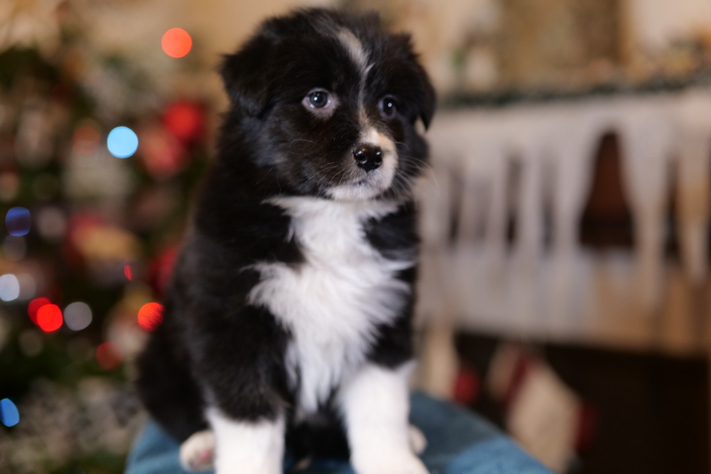 Of The Rainbow Goose Shepherd - Chiots disponibles - Berger Australien