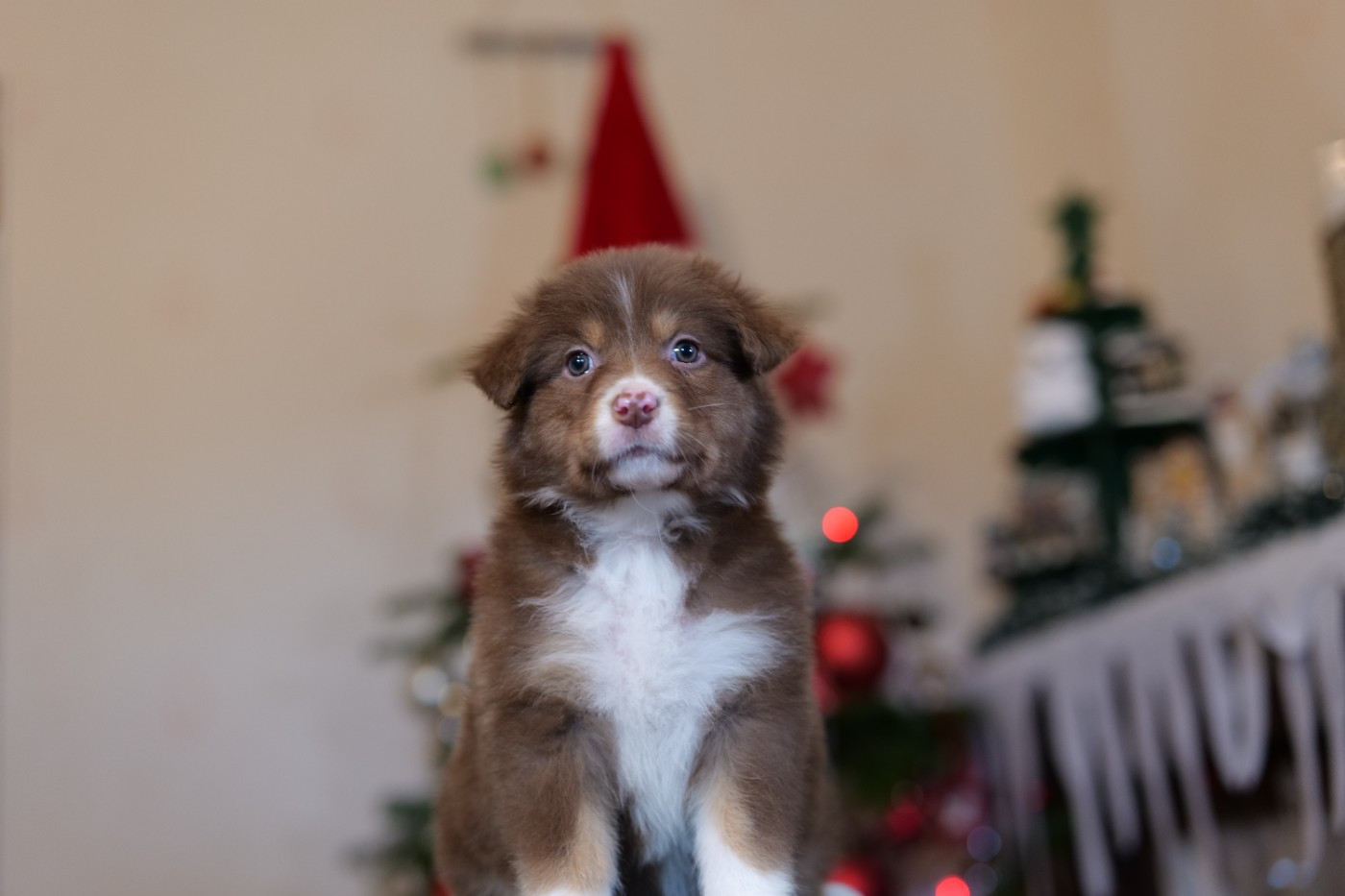 Of The Rainbow Goose Shepherd - Chiots disponibles - Berger Australien