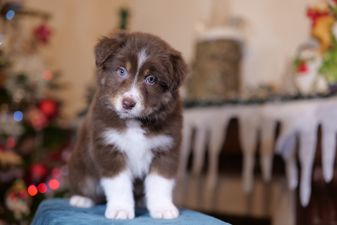 Of The Rainbow Goose Shepherd - Chiots disponibles - Berger Australien