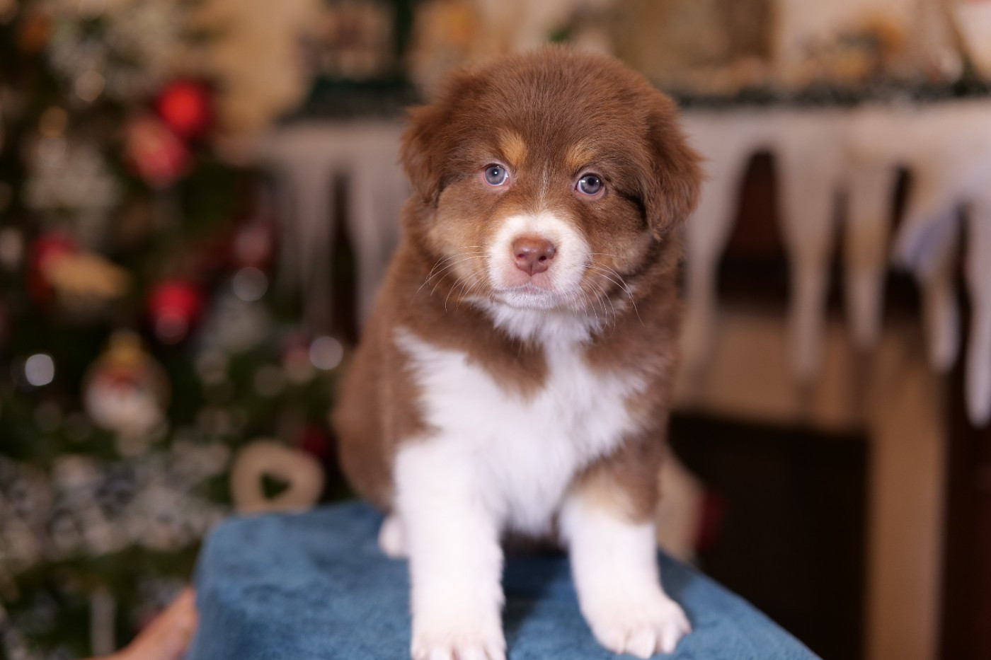 Of The Rainbow Goose Shepherd - Chiots disponibles - Berger Australien