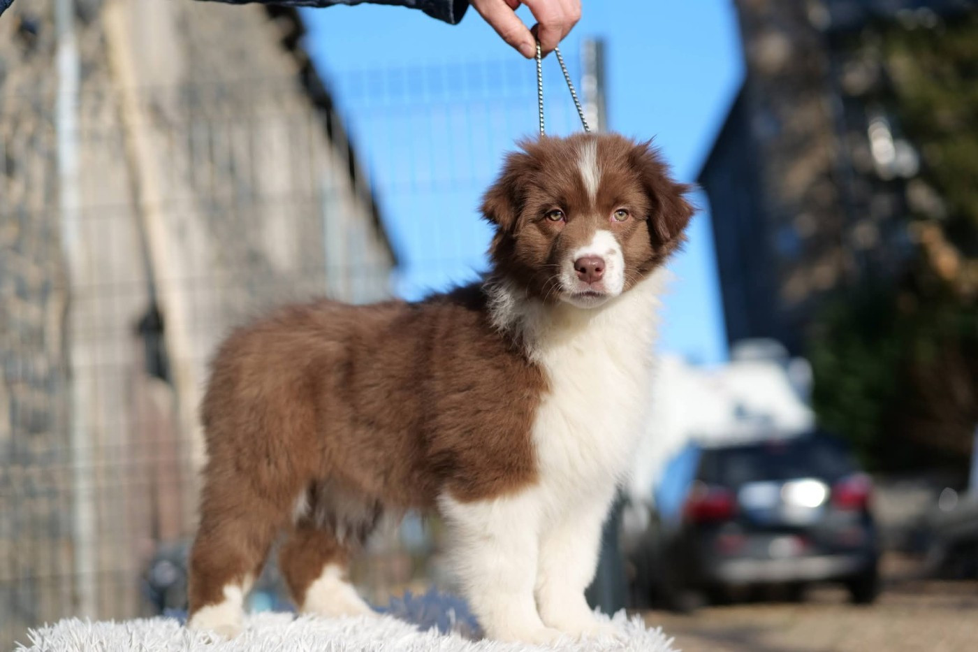Of The Rainbow Goose Shepherd - Chiots disponibles - Berger Australien