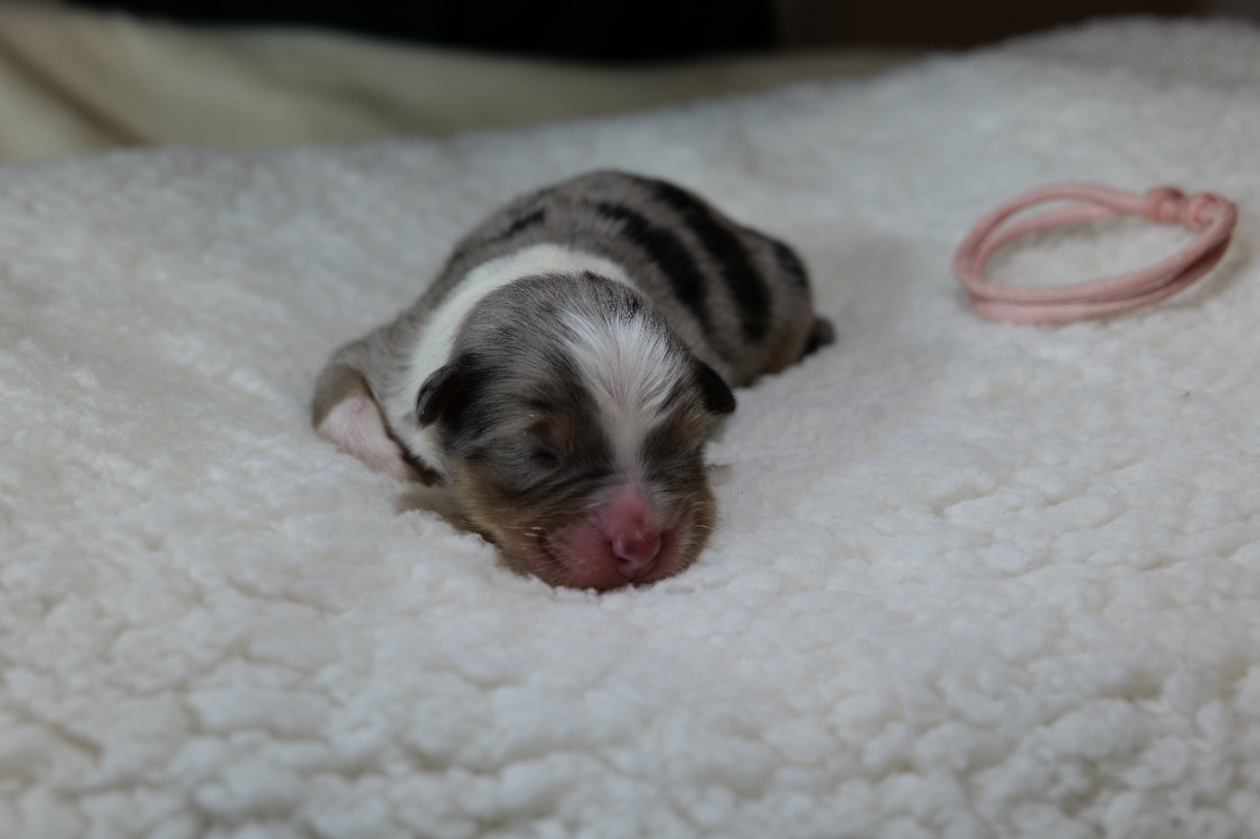 Of The Rainbow Goose Shepherd - Chiots disponibles - Berger Australien