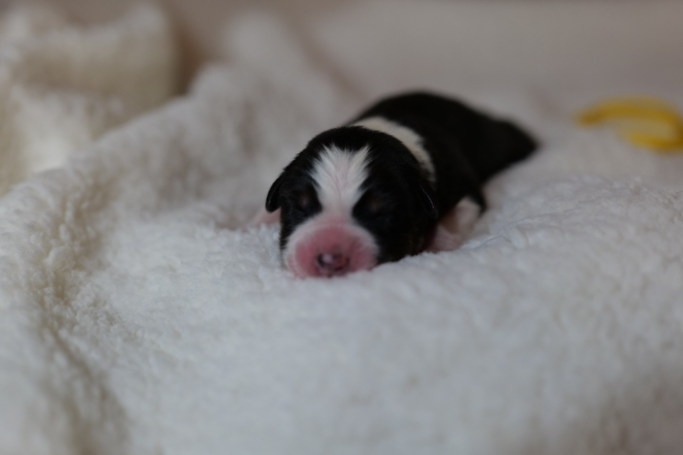 Of The Rainbow Goose Shepherd - Chiots disponibles - Berger Australien