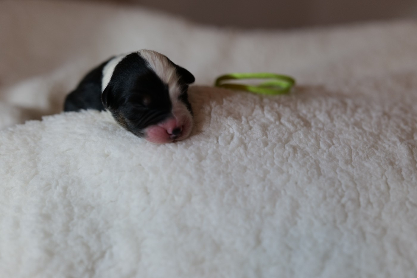 Of The Rainbow Goose Shepherd - Chiots disponibles - Berger Australien