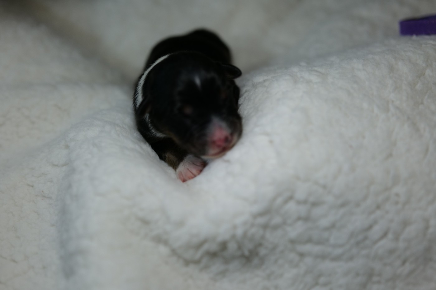 Of The Rainbow Goose Shepherd - Chiots disponibles - Berger Australien