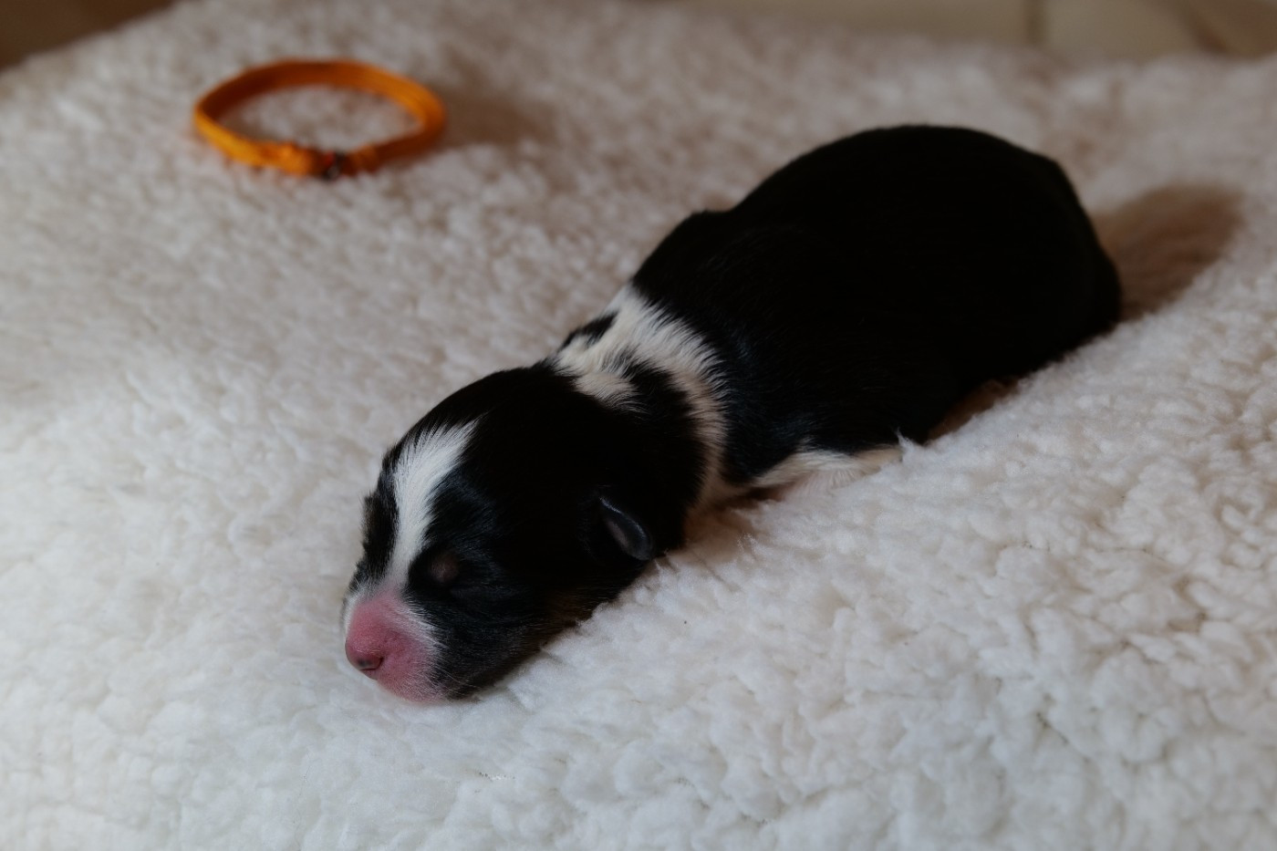 Of The Rainbow Goose Shepherd - Chiots disponibles - Berger Australien