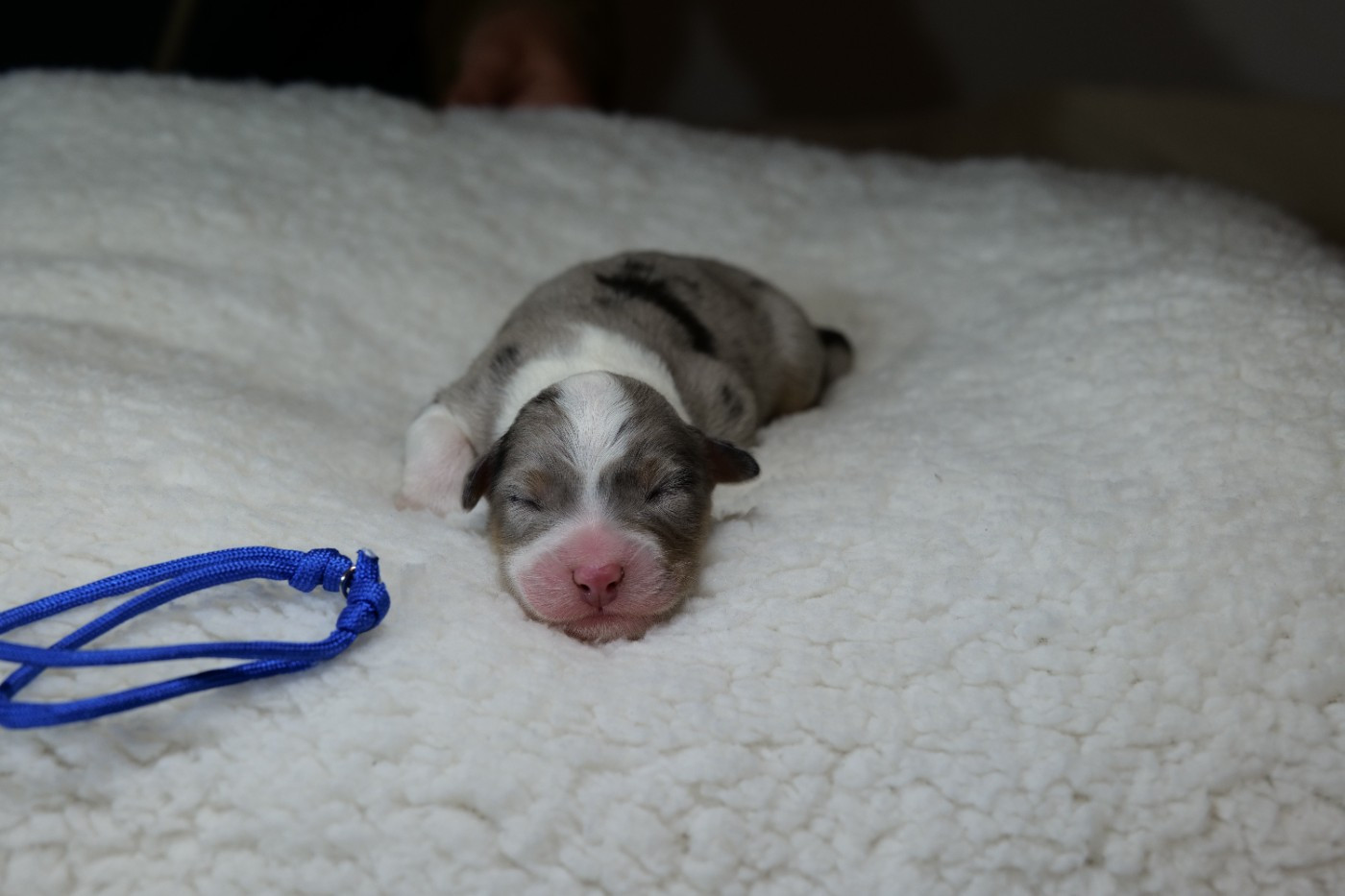 Of The Rainbow Goose Shepherd - Chiots disponibles - Berger Australien