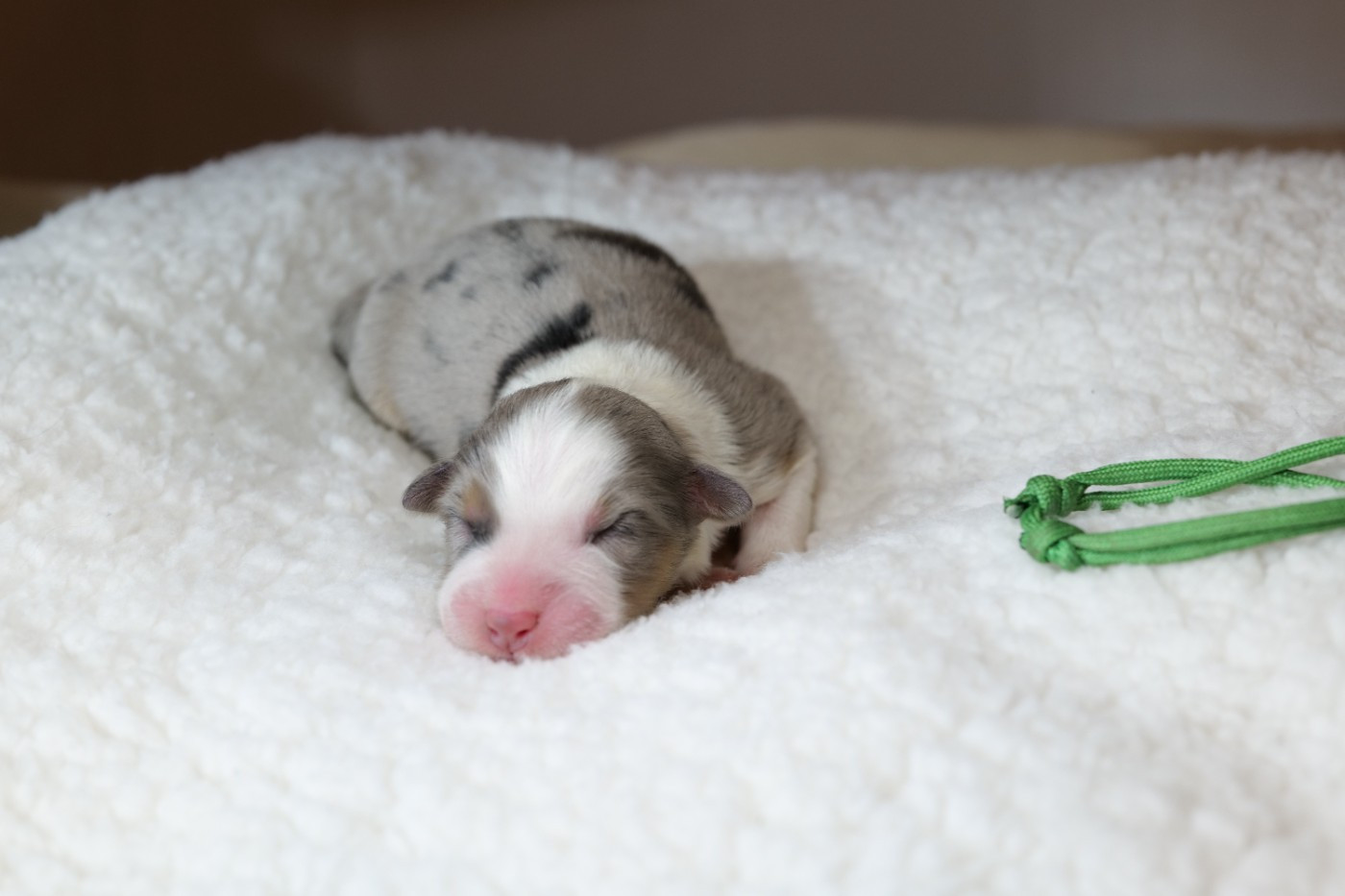 Of The Rainbow Goose Shepherd - Chiots disponibles - Berger Australien