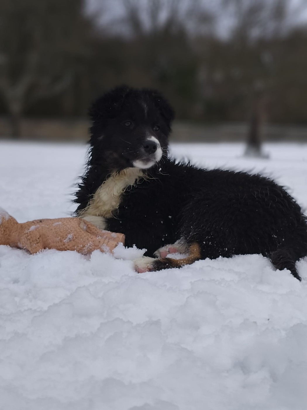 Of The Rainbow Goose Shepherd - Chiots disponibles - Berger Australien