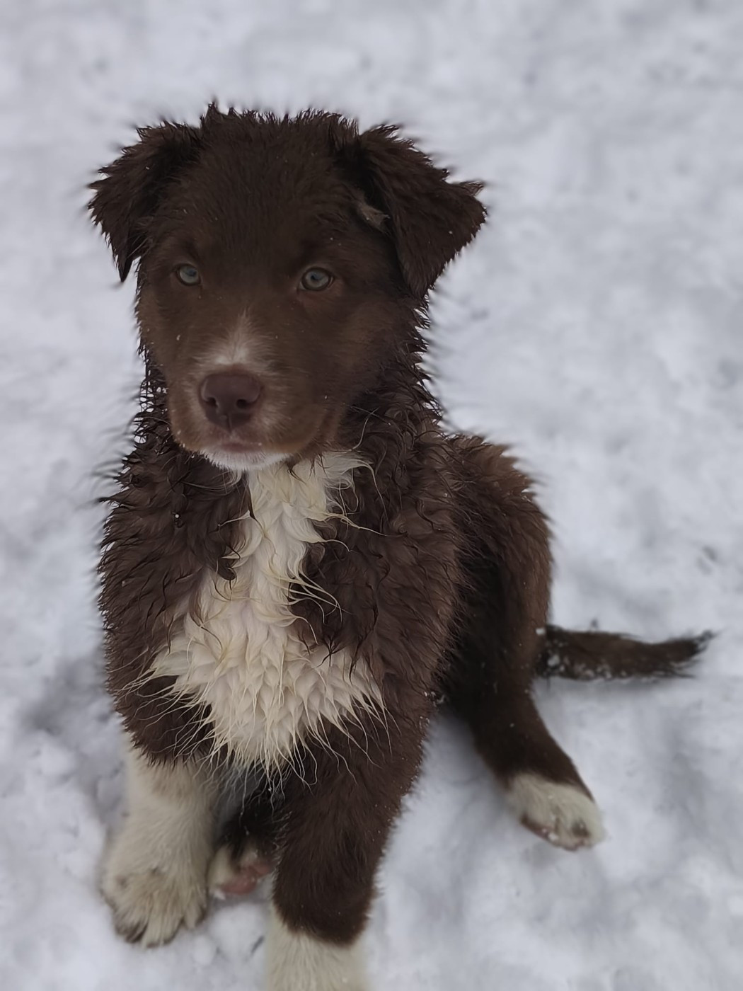 Of The Rainbow Goose Shepherd - Chiots disponibles - Berger Australien