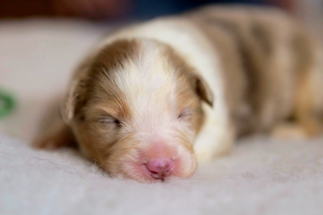 Of The Rainbow Goose Shepherd - Chiots disponibles - Berger Australien