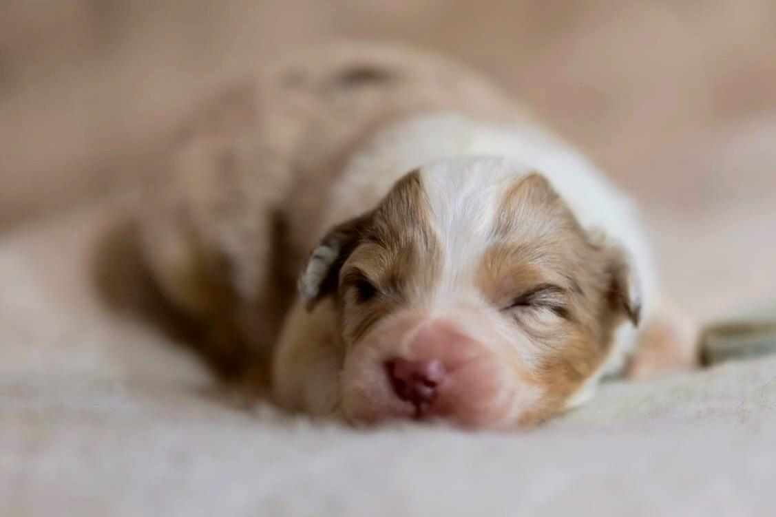 Of The Rainbow Goose Shepherd - Chiots disponibles - Berger Australien