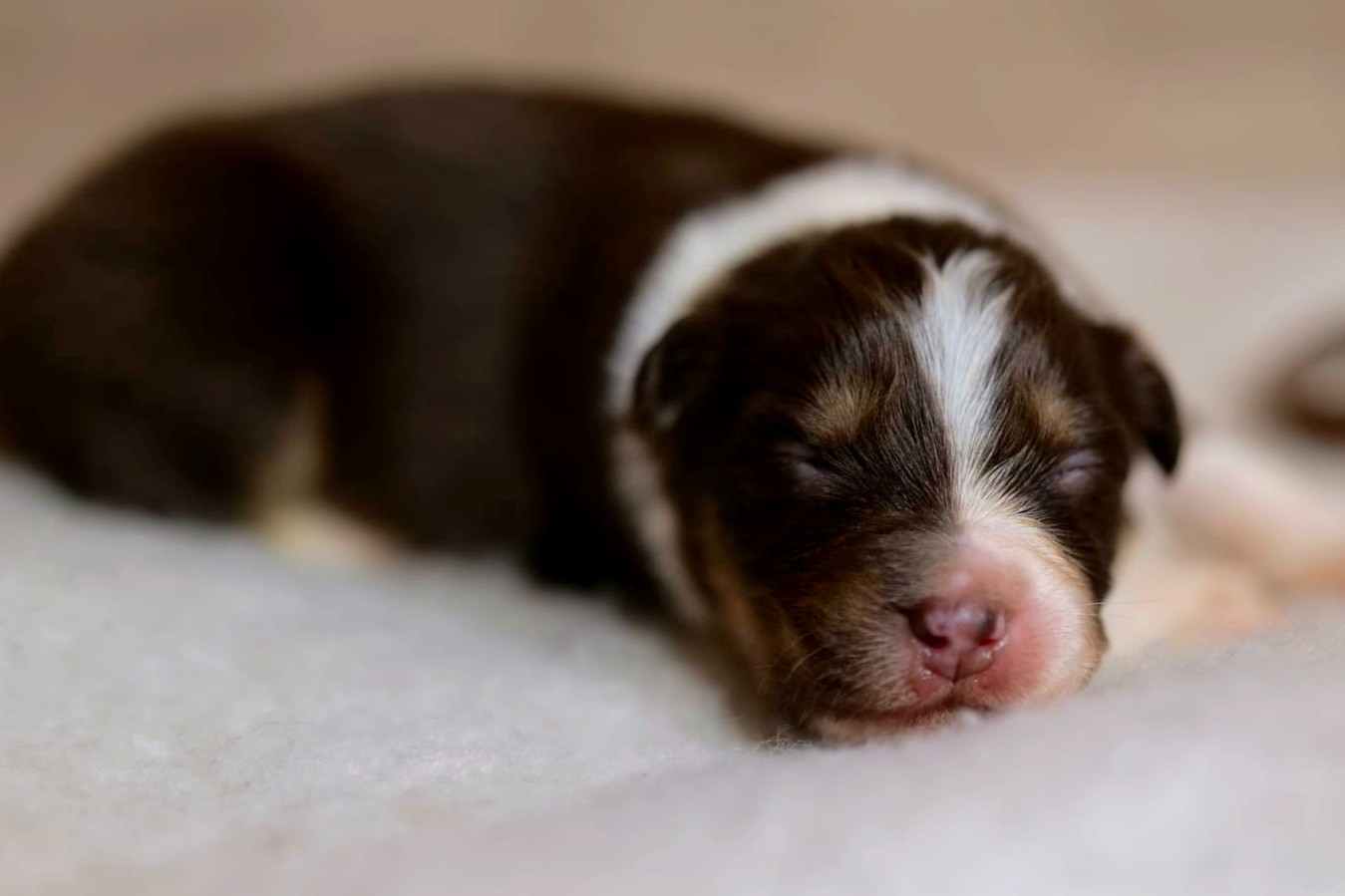 Of The Rainbow Goose Shepherd - Chiots disponibles - Berger Australien