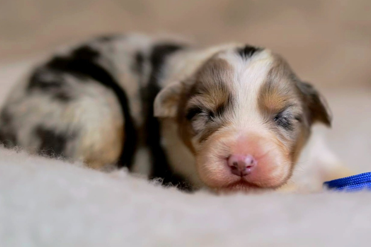 Of The Rainbow Goose Shepherd - Chiots disponibles - Berger Australien