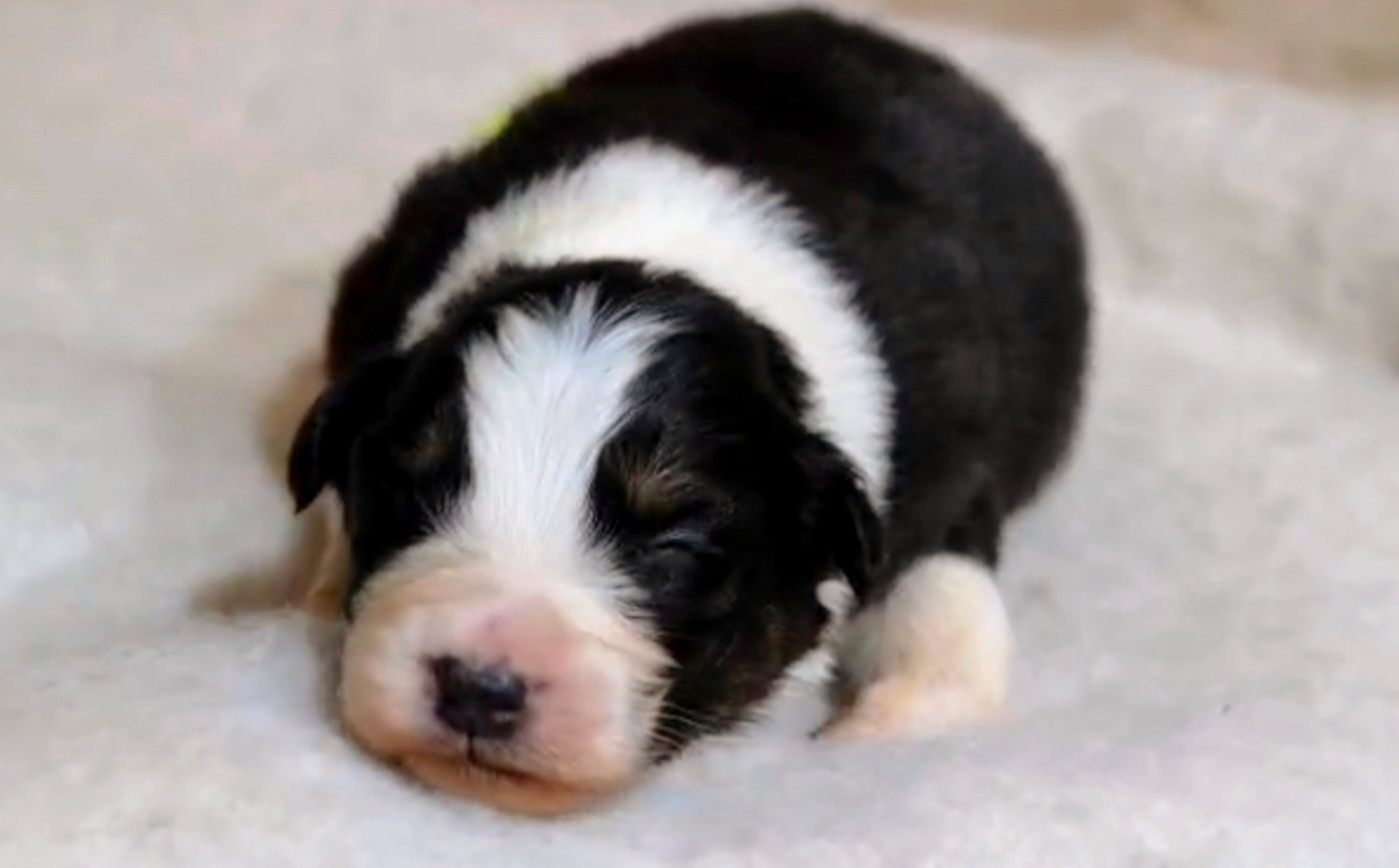 Of The Rainbow Goose Shepherd - Chiots disponibles - Berger Australien