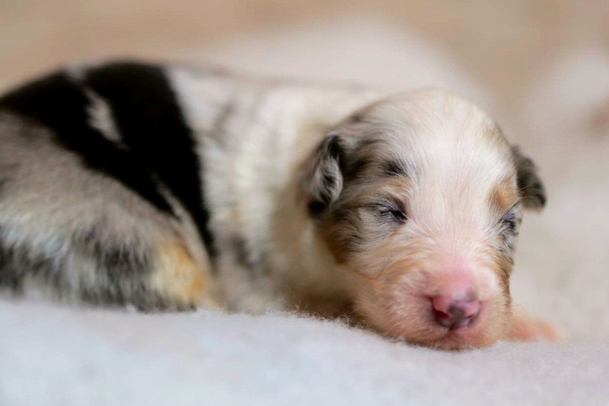 Of The Rainbow Goose Shepherd - Chiots disponibles - Berger Australien