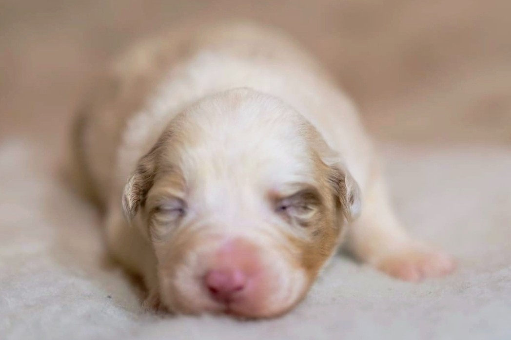 Of The Rainbow Goose Shepherd - Chiots disponibles - Berger Australien