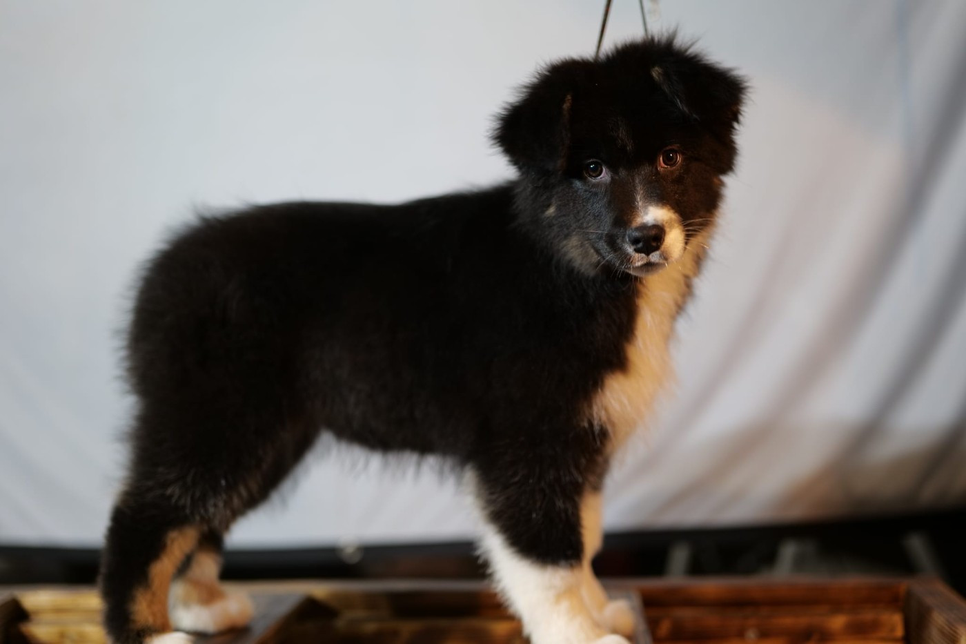 Of The Rainbow Goose Shepherd - Chiots disponibles - Berger Australien