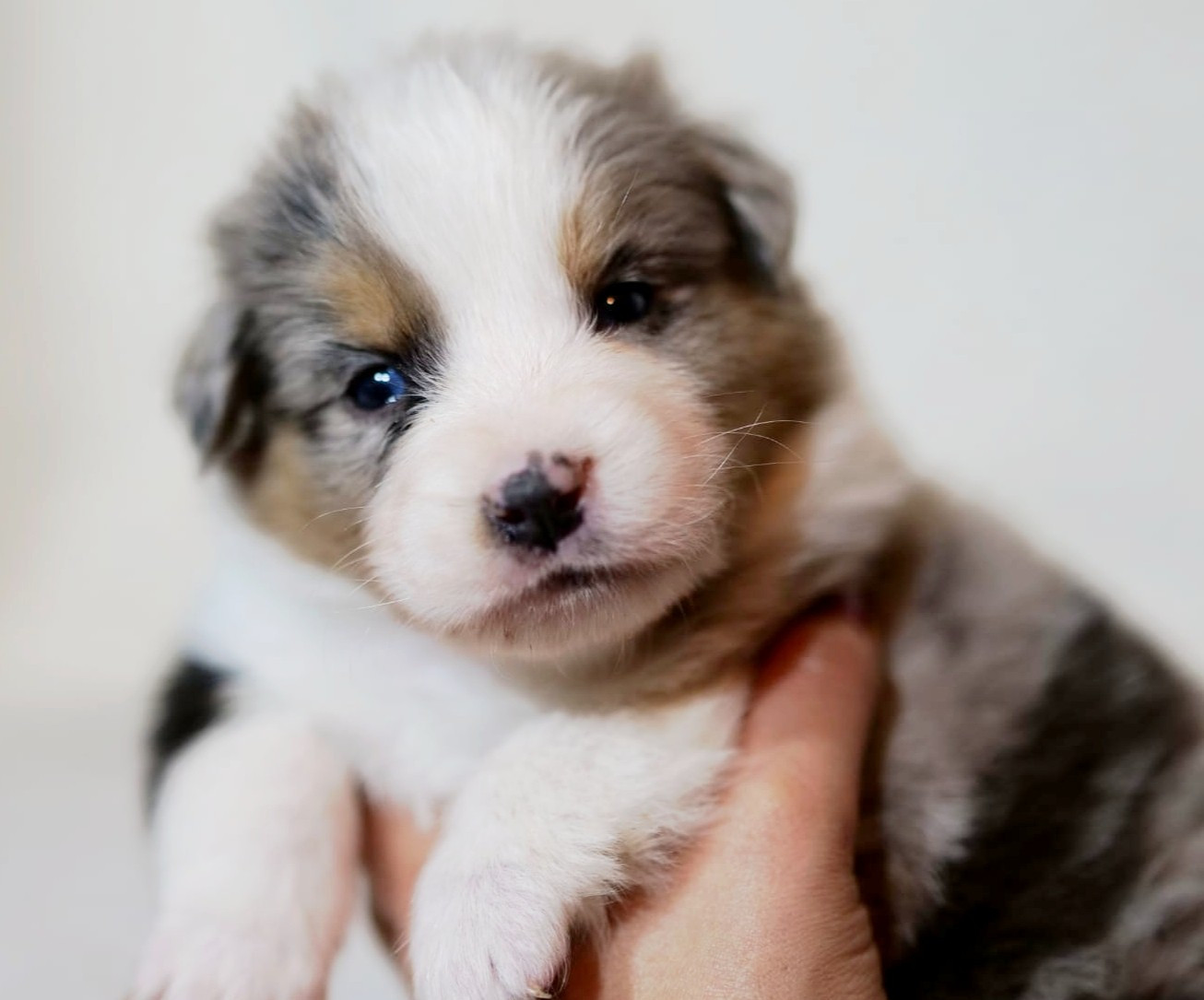 Of The Rainbow Goose Shepherd - Chiots disponibles - Berger Australien