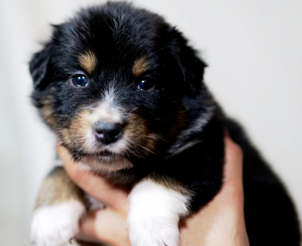 Of The Rainbow Goose Shepherd - Chiots disponibles - Berger Australien