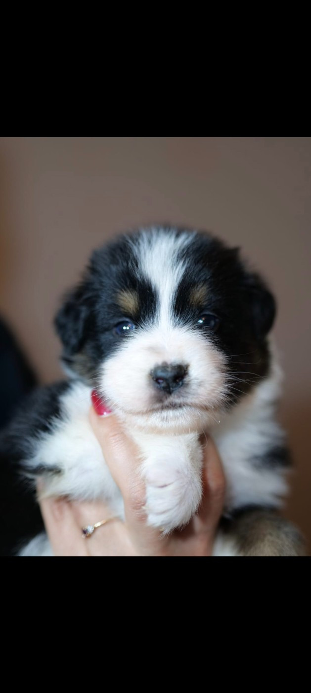 Of The Rainbow Goose Shepherd - Chiots disponibles - Berger Australien