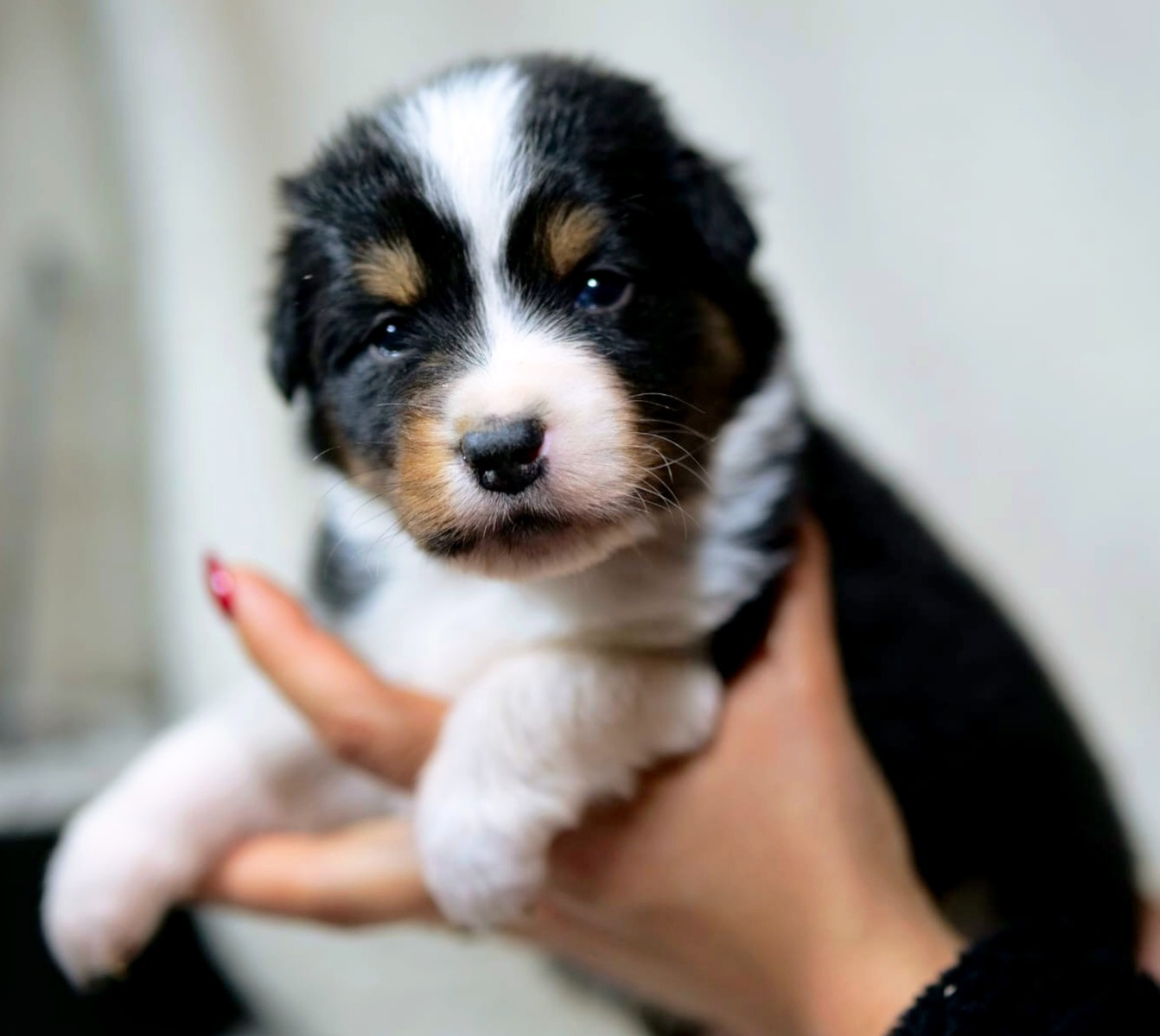 Of The Rainbow Goose Shepherd - Chiots disponibles - Berger Australien