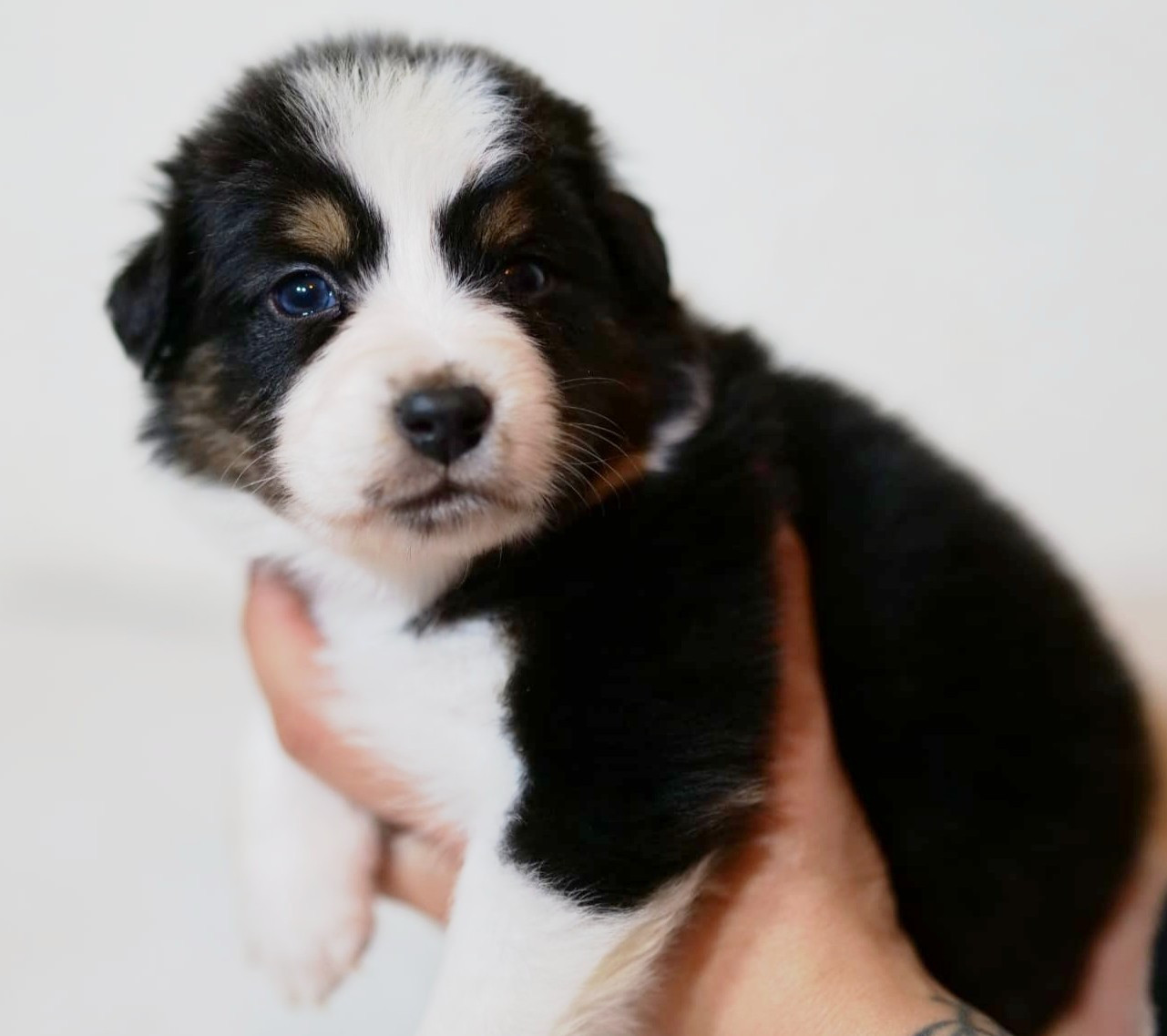 Of The Rainbow Goose Shepherd - Chiots disponibles - Berger Australien