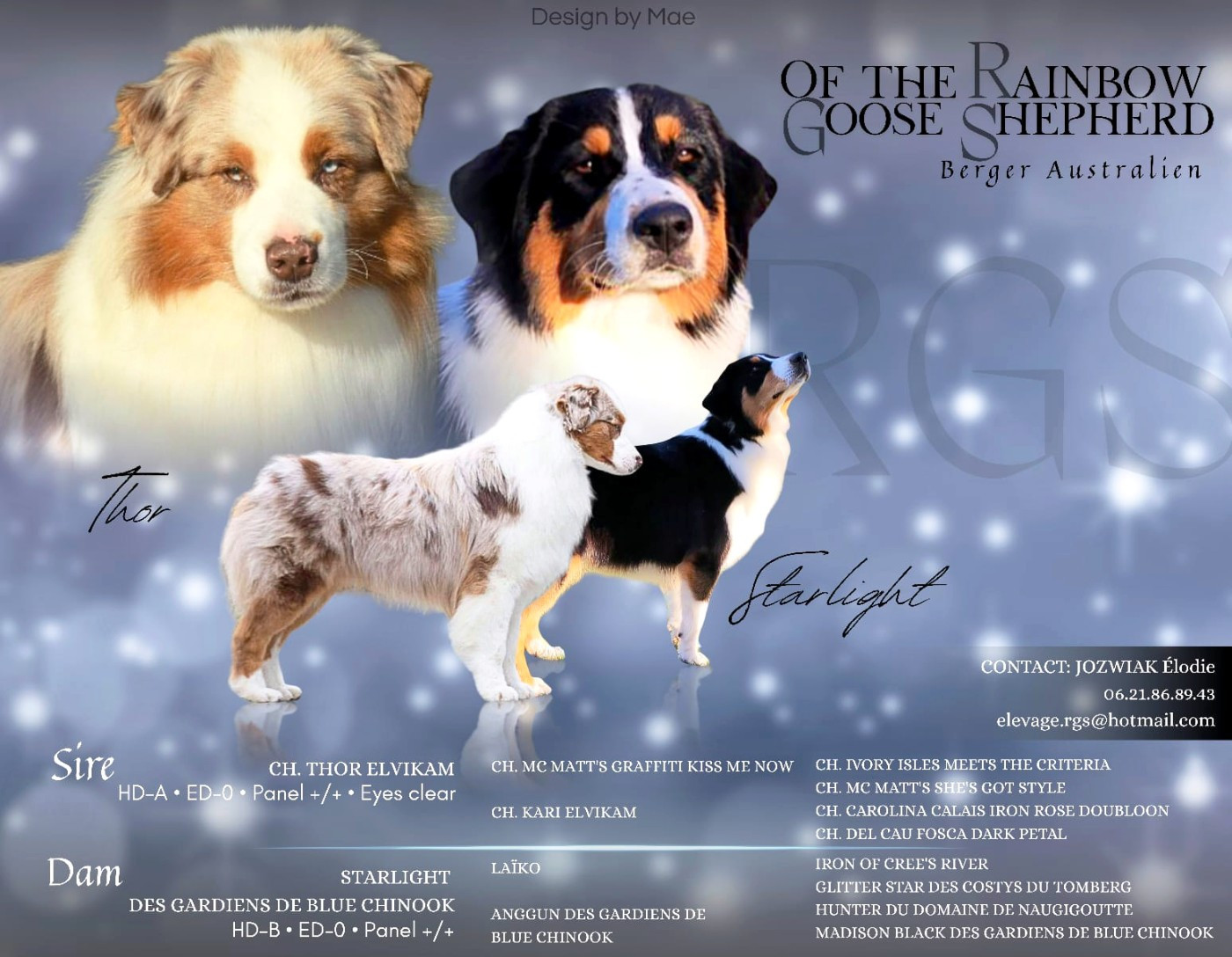 Chiot Berger Australien Of The Rainbow Goose Shepherd