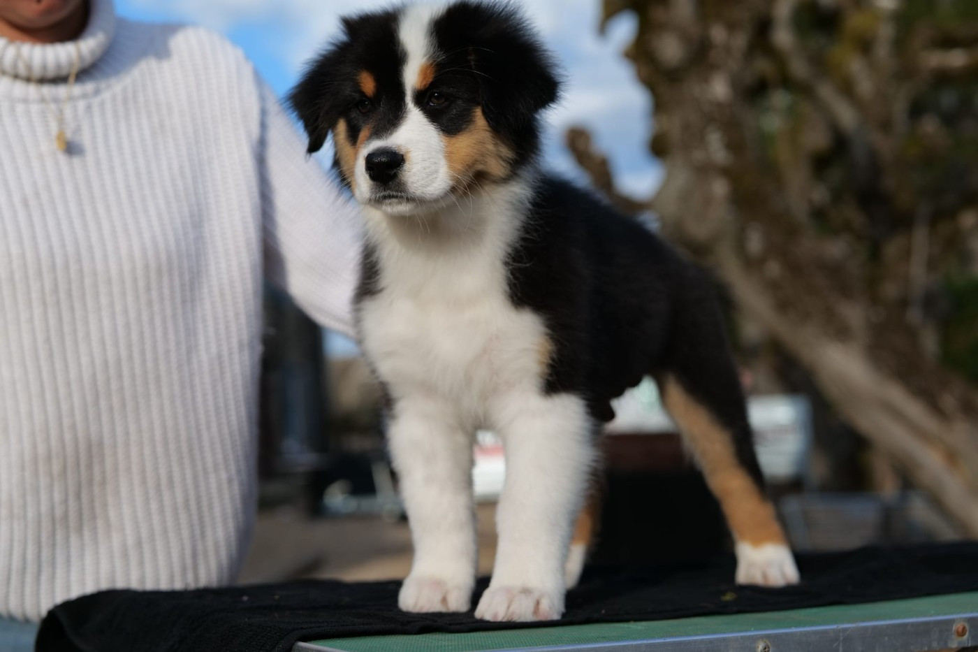 Of The Rainbow Goose Shepherd - Chiots disponibles - Berger Australien