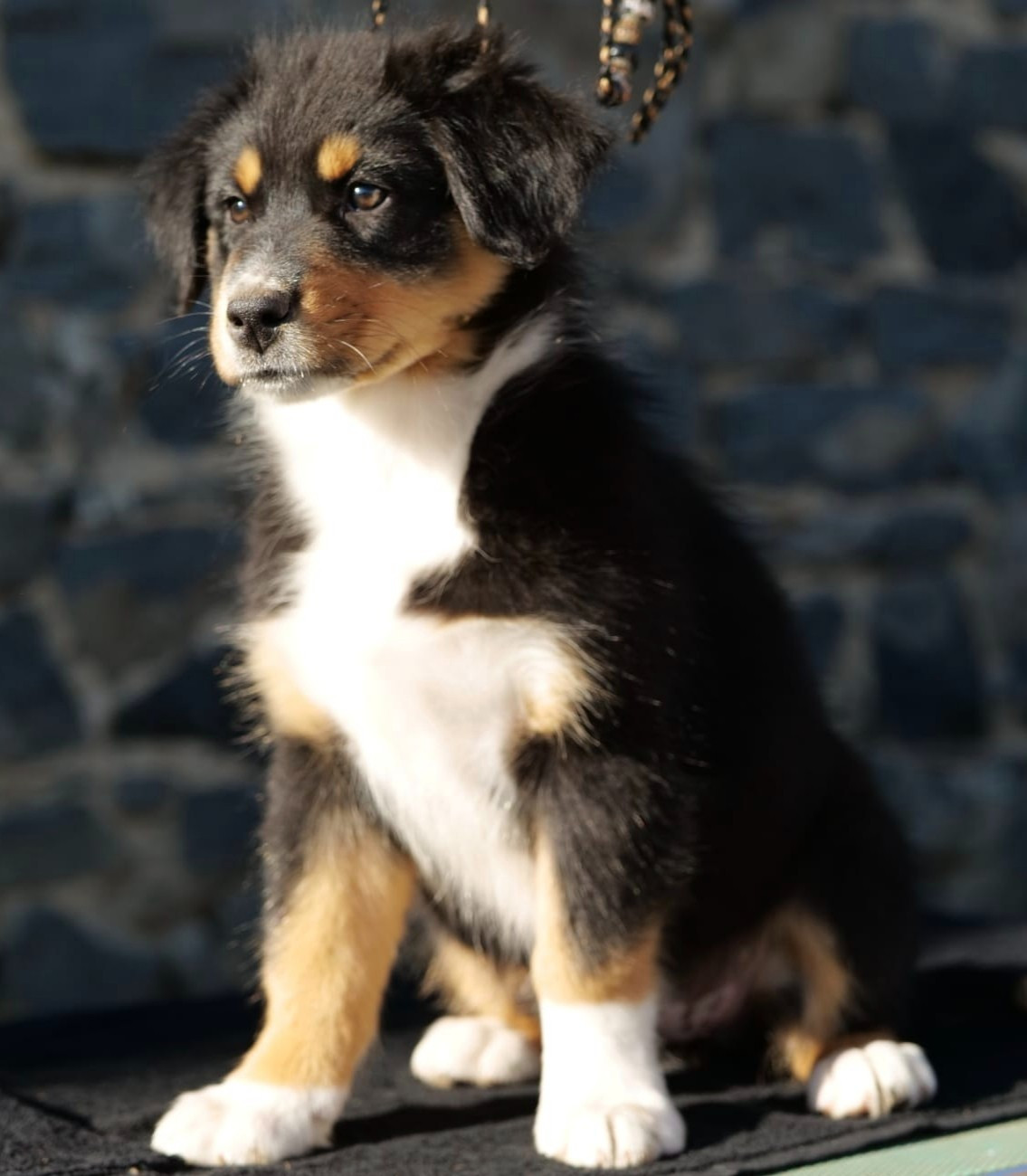 Of The Rainbow Goose Shepherd - Chiots disponibles - Berger Australien