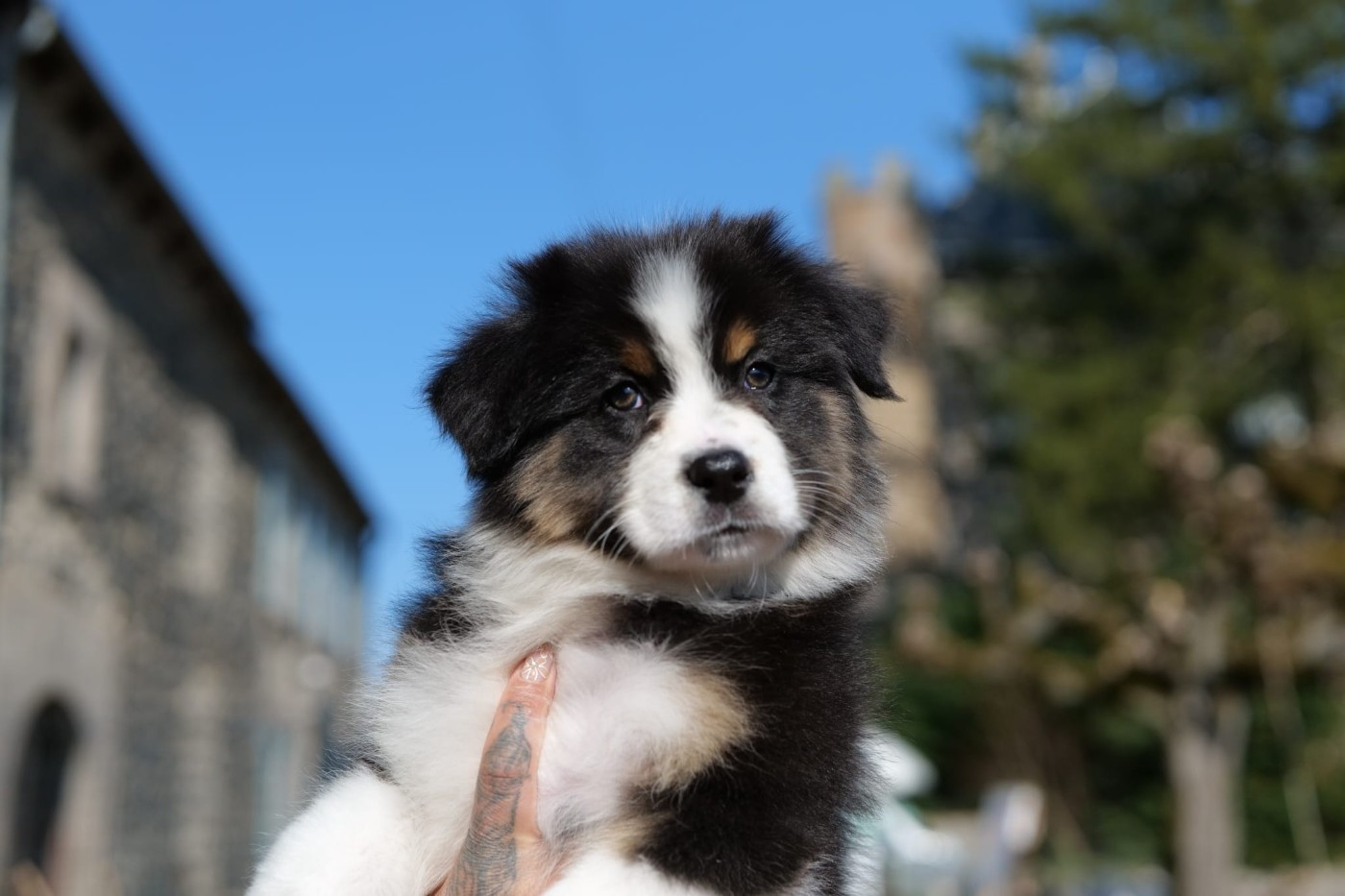 Of The Rainbow Goose Shepherd - Chiots disponibles - Berger Australien