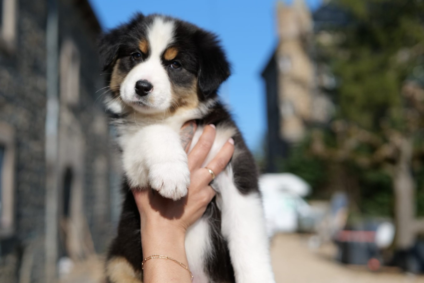 Of The Rainbow Goose Shepherd - Chiots disponibles - Berger Australien