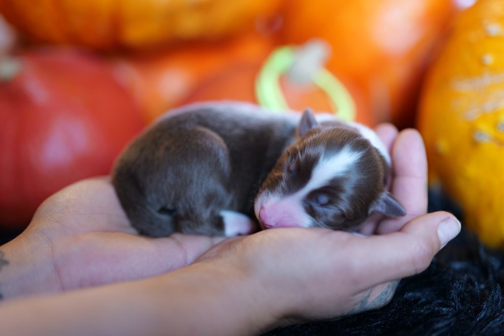 Of The Rainbow Goose Shepherd - Chiots disponibles - Berger Australien