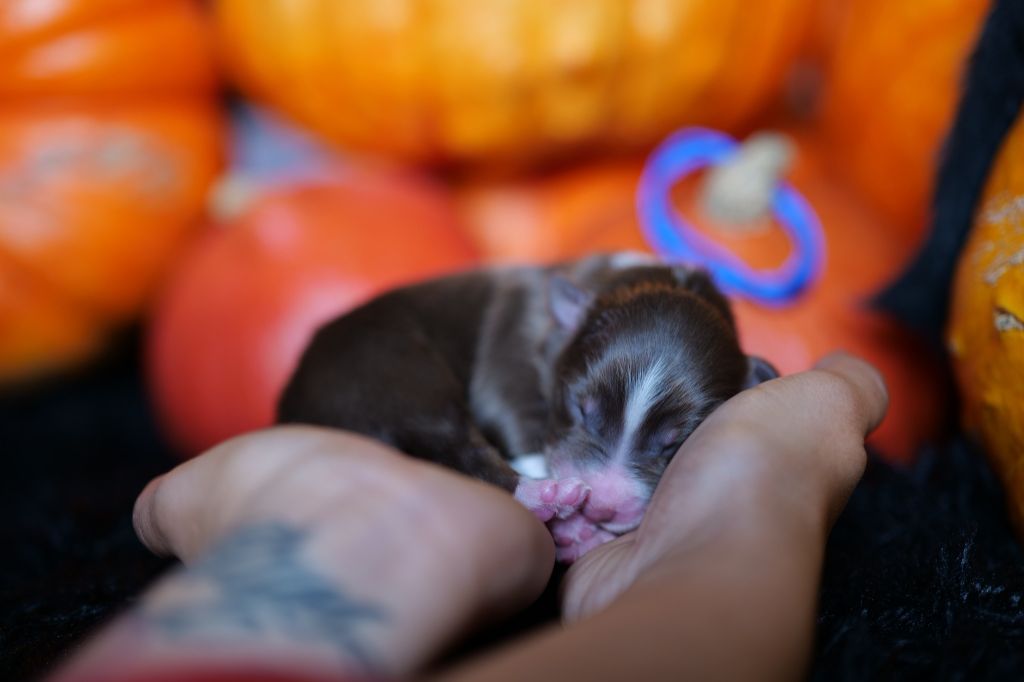 Of The Rainbow Goose Shepherd - Chiots disponibles - Berger Australien
