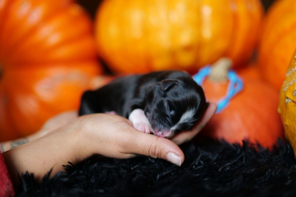 Of The Rainbow Goose Shepherd - Chiots disponibles - Berger Australien