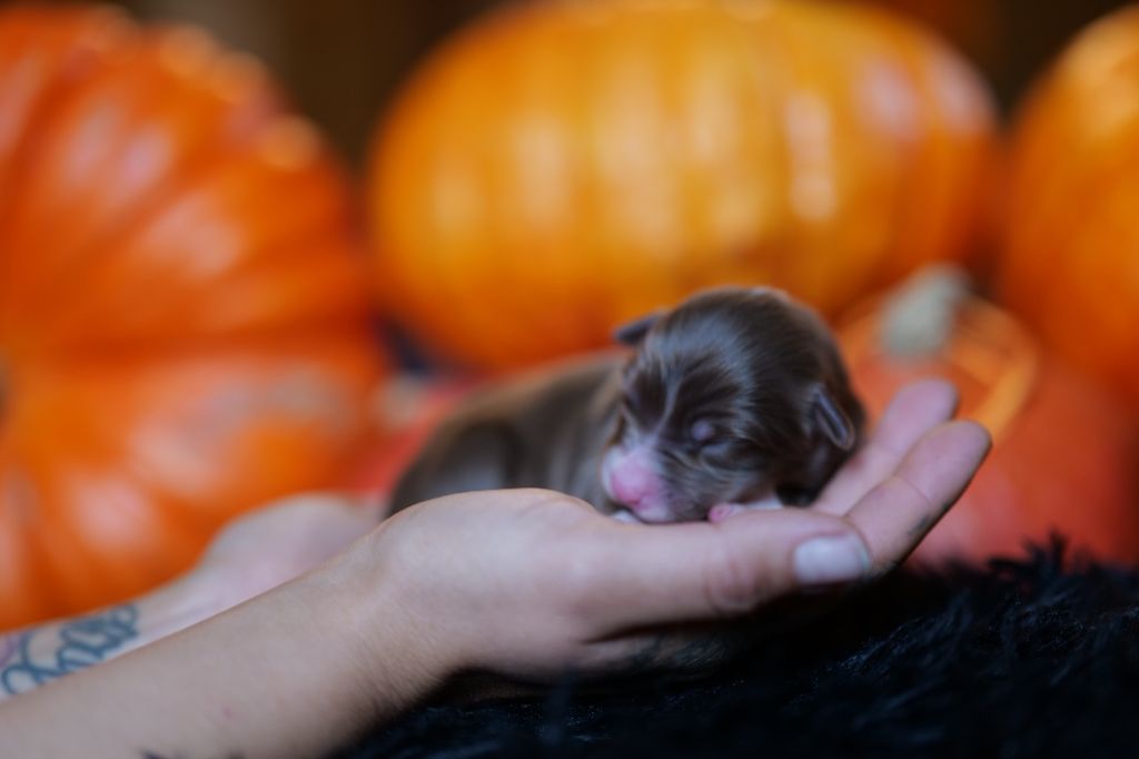 Of The Rainbow Goose Shepherd - Chiots disponibles - Berger Australien