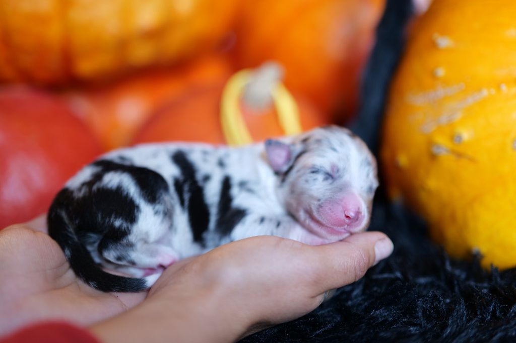 Of The Rainbow Goose Shepherd - Chiots disponibles - Berger Australien