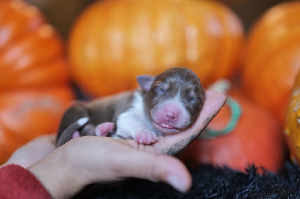 Of The Rainbow Goose Shepherd - Chiots disponibles - Berger Australien