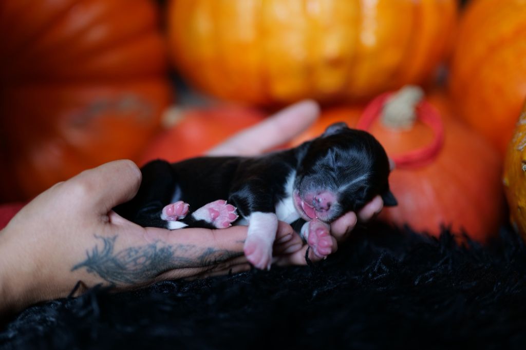 Of The Rainbow Goose Shepherd - Chiots disponibles - Berger Australien