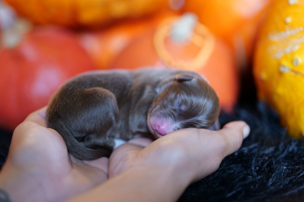 Of The Rainbow Goose Shepherd - Chiots disponibles - Berger Australien